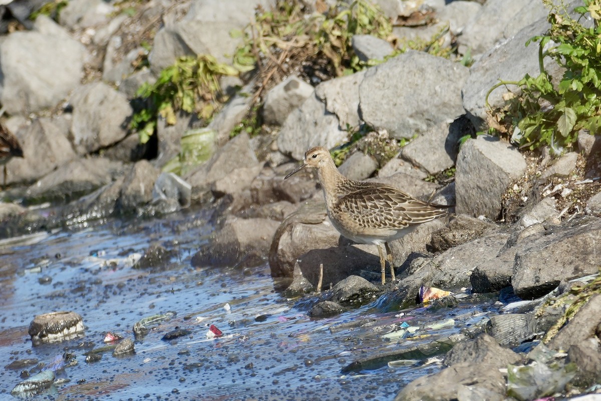 流蘇鷸 - ML641646772