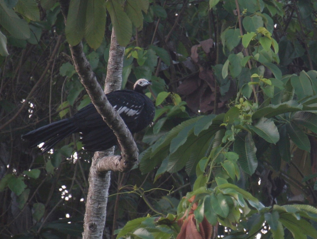 Blue-throated Piping-Guan - ML641646776