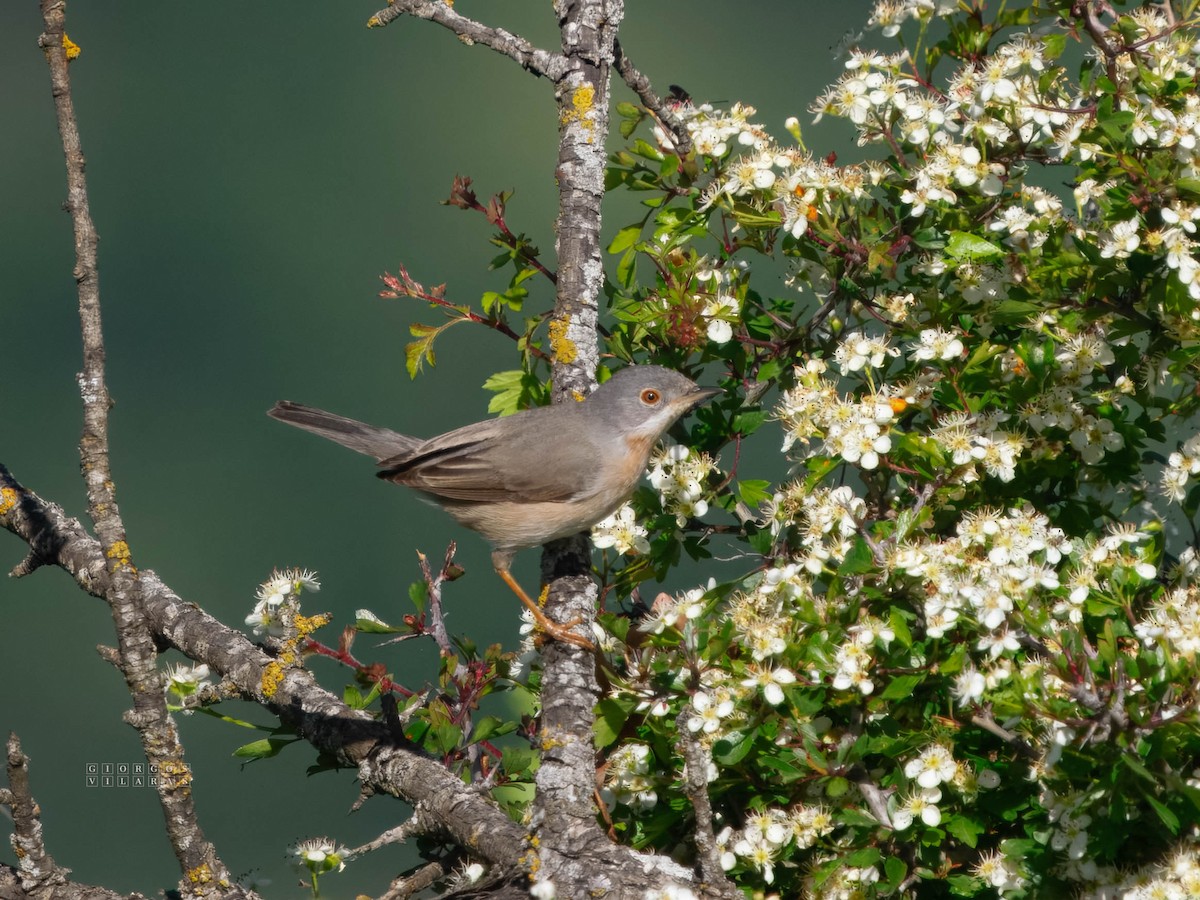 Eastern Subalpine Warbler - ML641646777