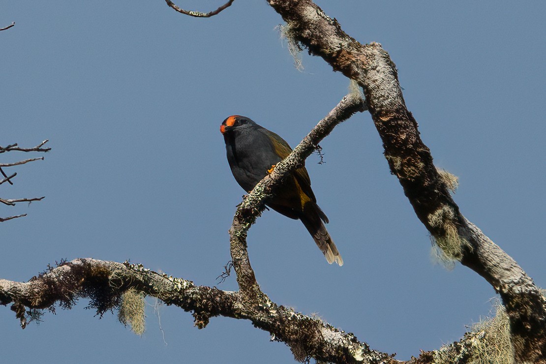 Fiery-browed Myna - ML641646790