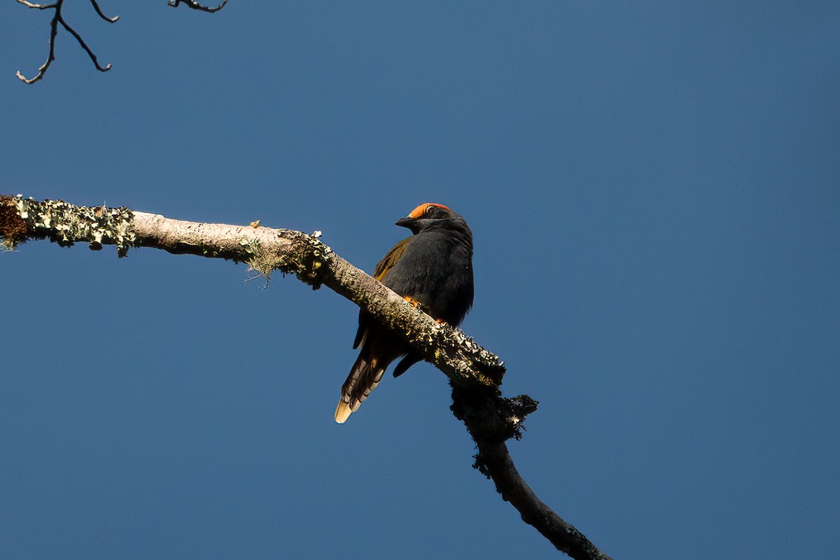 Fiery-browed Myna - ML641646791