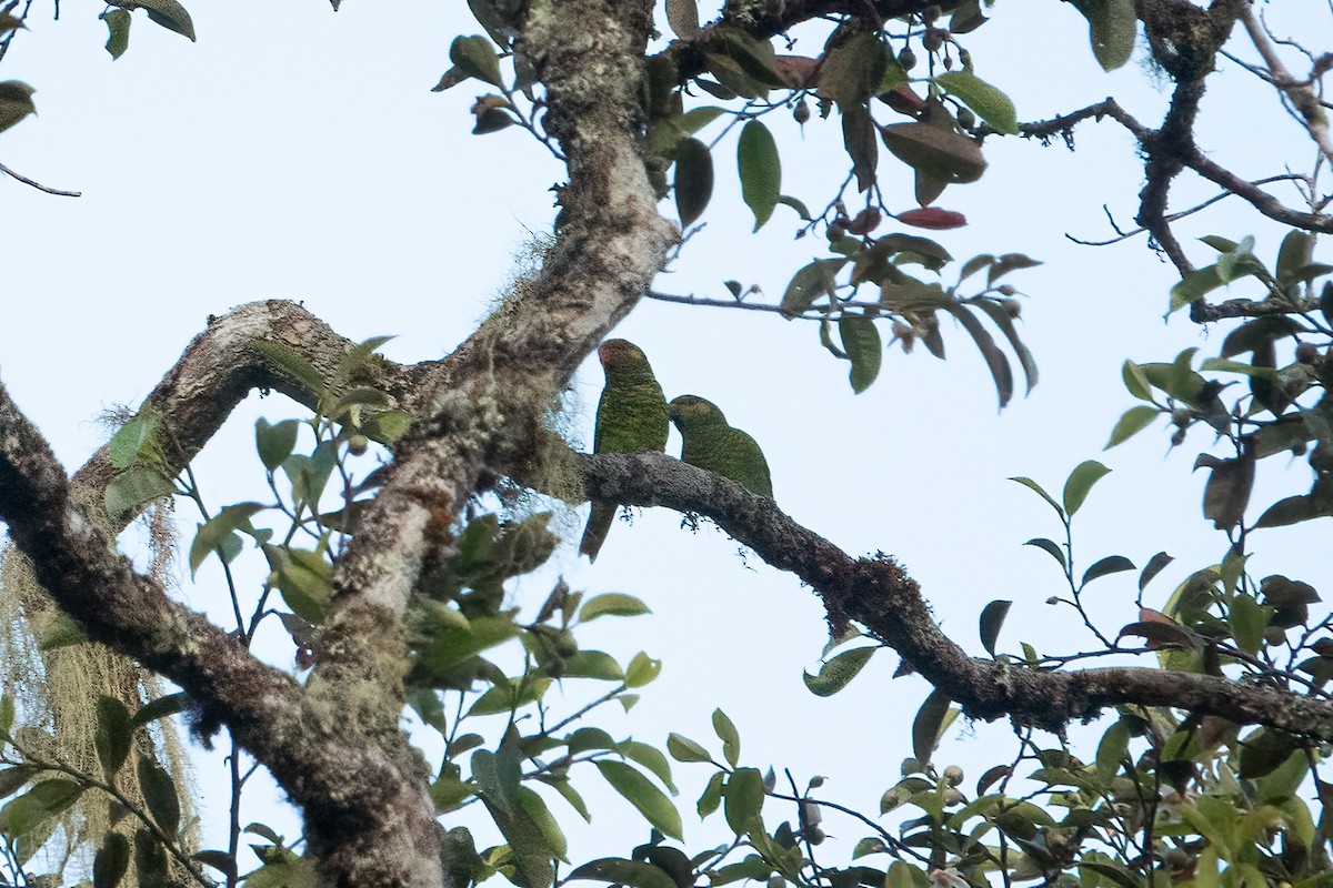 Yellow-cheeked Lorikeet - ML641646802