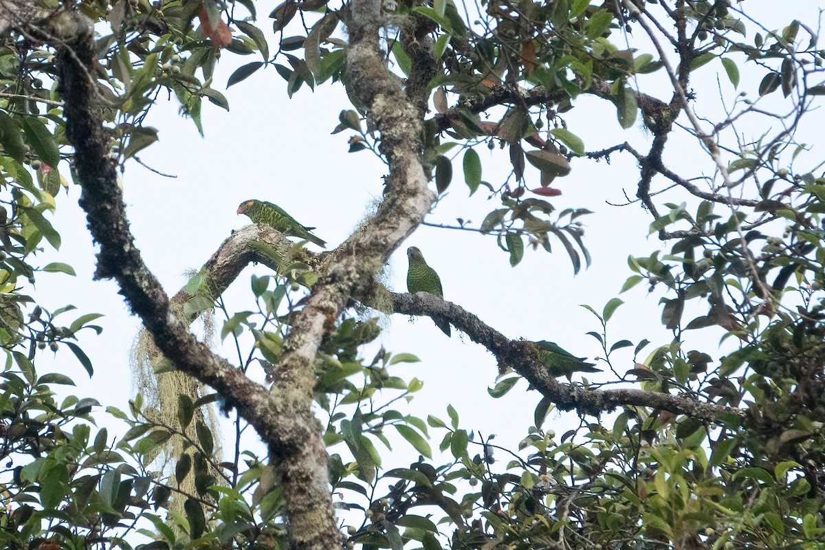 Yellow-cheeked Lorikeet - ML641646803