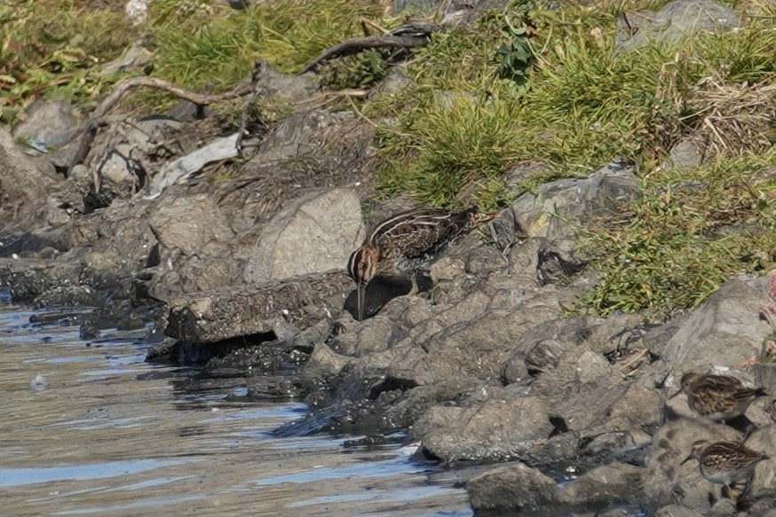 Wilson's Snipe - ML641646811
