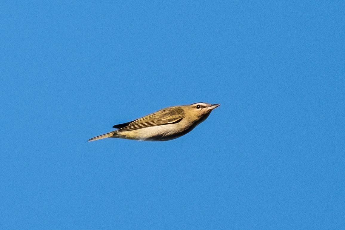 Rotaugenvireo - ML641646817