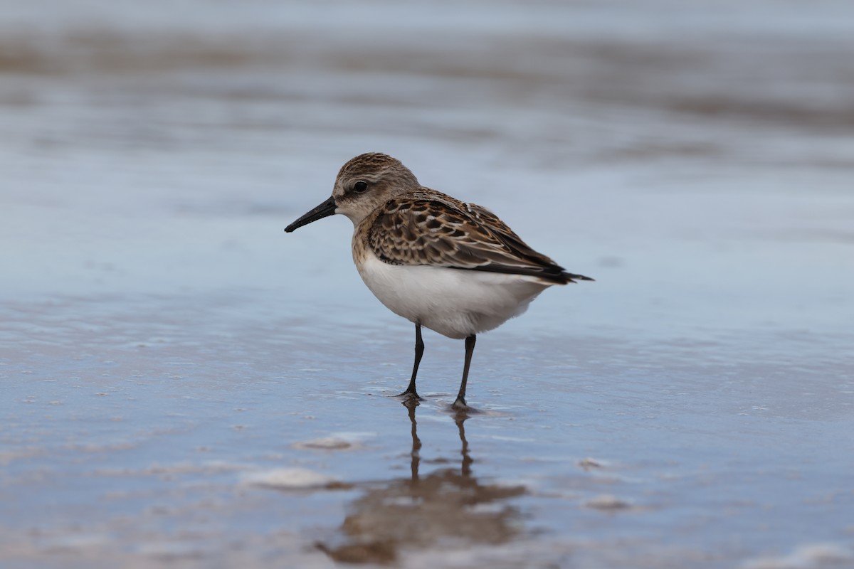 Semipalmated Sandpiper - ML641646821