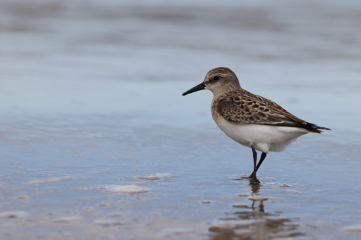 Semipalmated Sandpiper - ML641646822