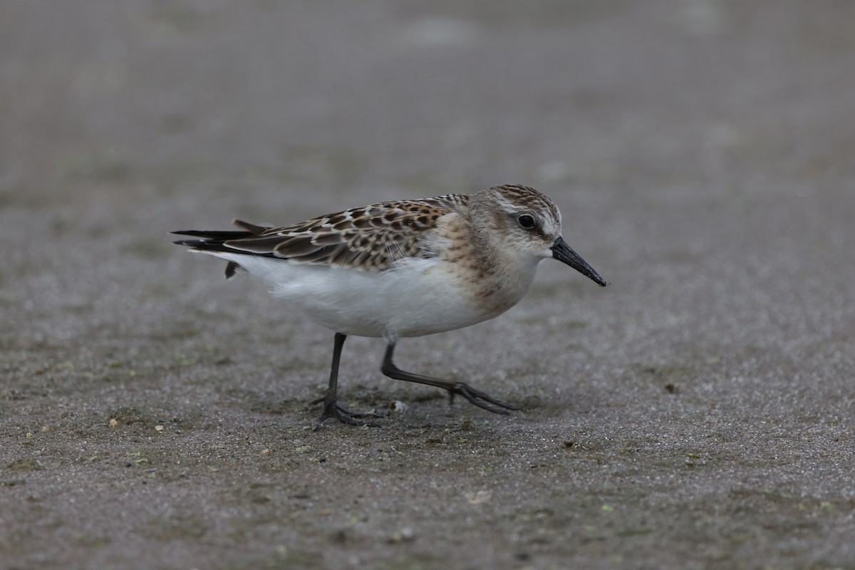Semipalmated Sandpiper - ML641646823