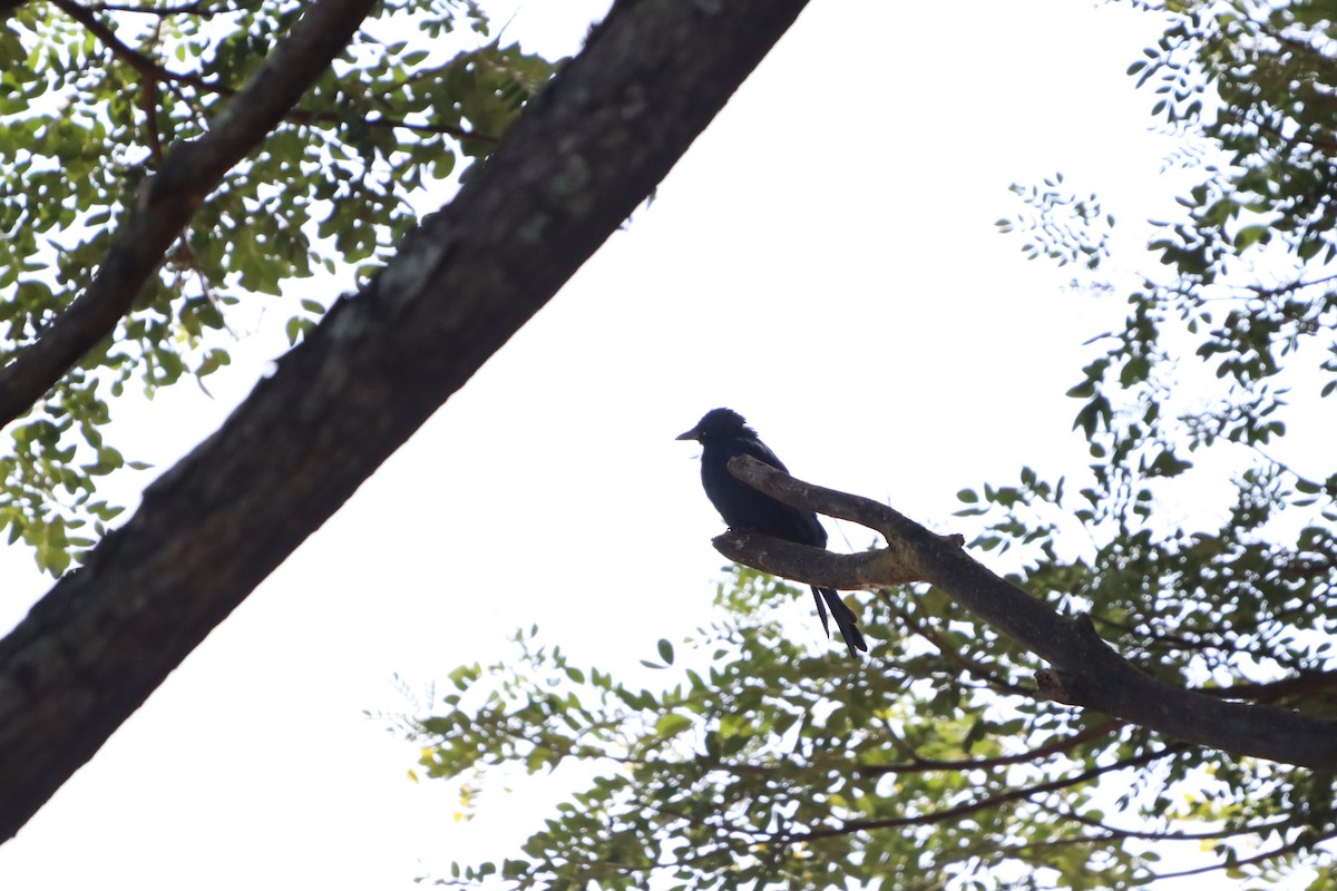 drongo černý - ML641646869