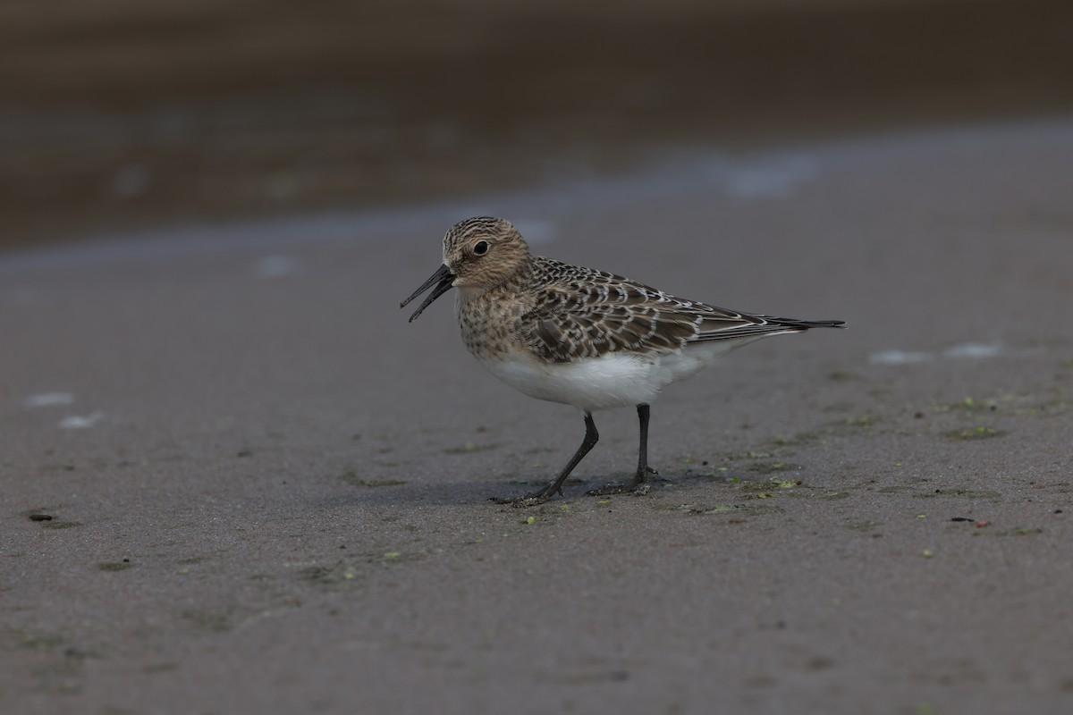 Baird's Sandpiper - ML641646904