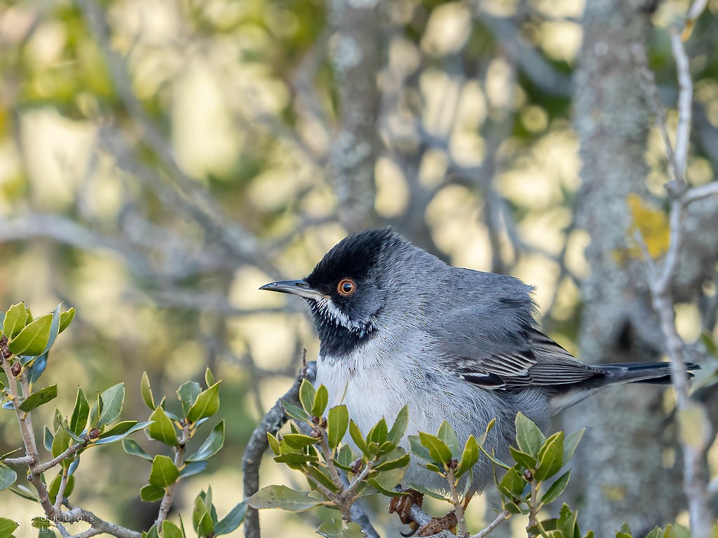 Rüppell's Warbler - ML641646930