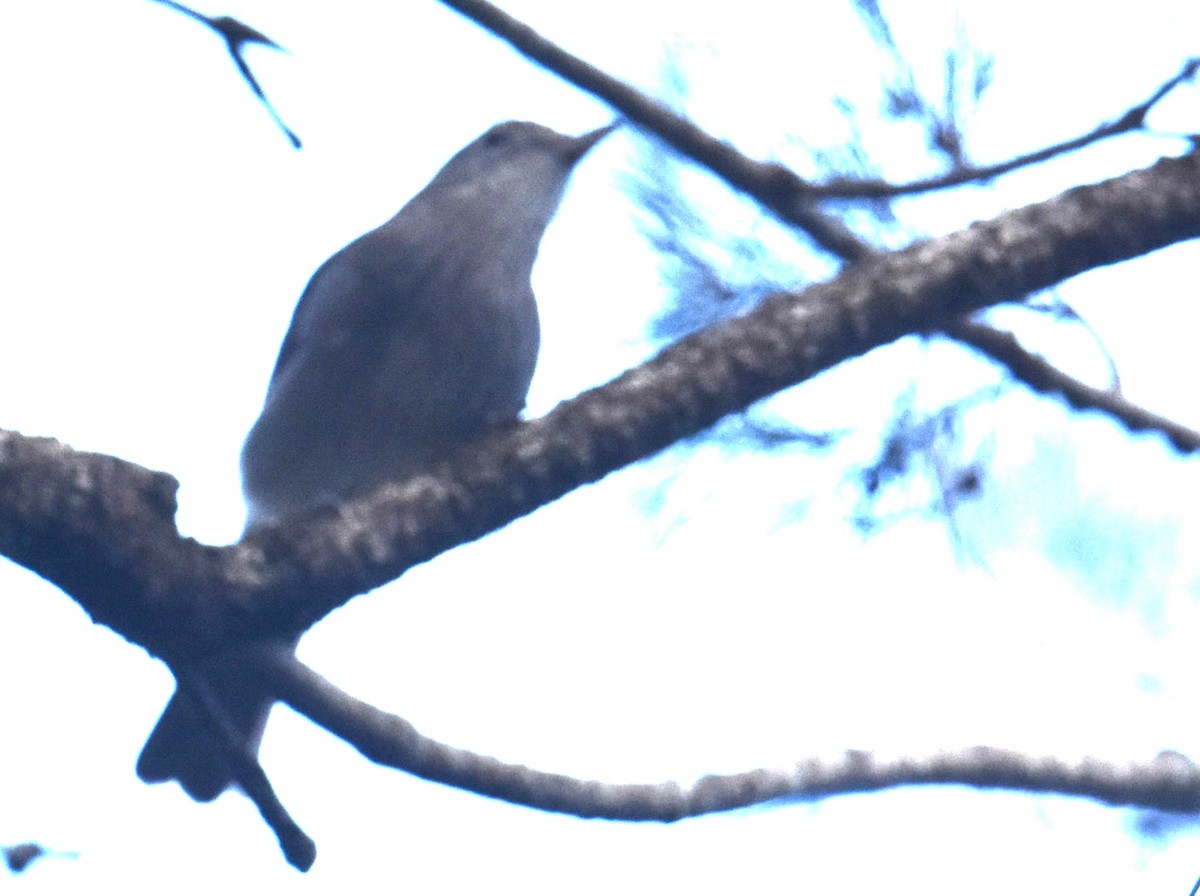 Rufous Shrikethrush - ML641646934