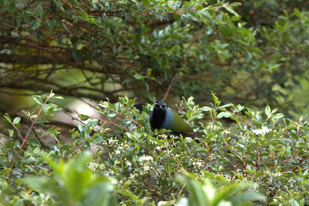 Eastern Crested Berrypecker - ML641646936