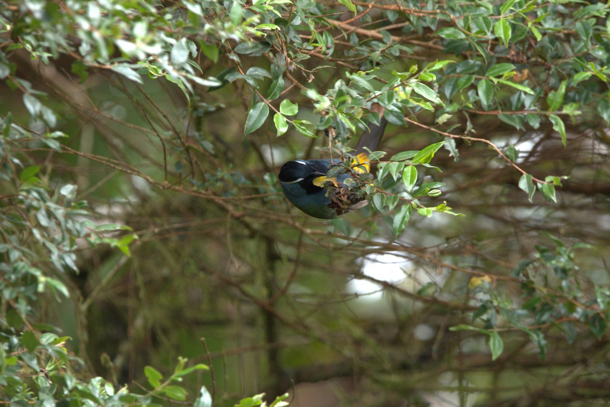 Eastern Crested Berrypecker - ML641646937