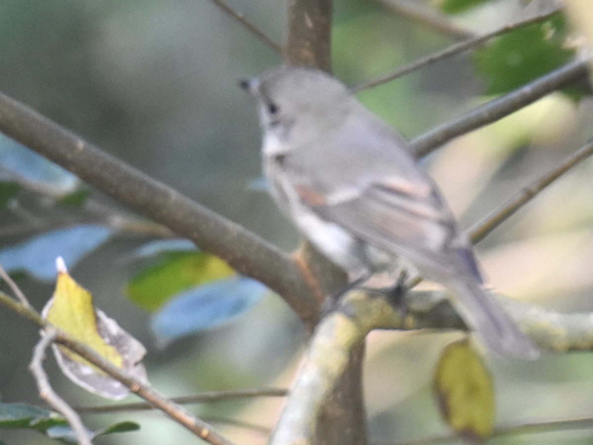 Golden Whistler (Eastern) - ML641646946