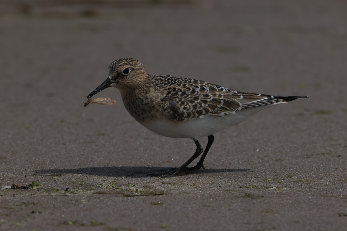 Baird's Sandpiper - ML641646964