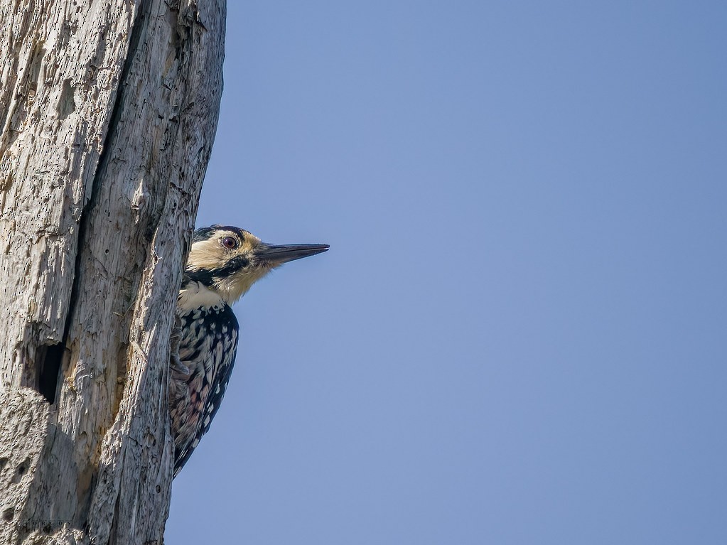 White-backed Woodpecker - ML641646965