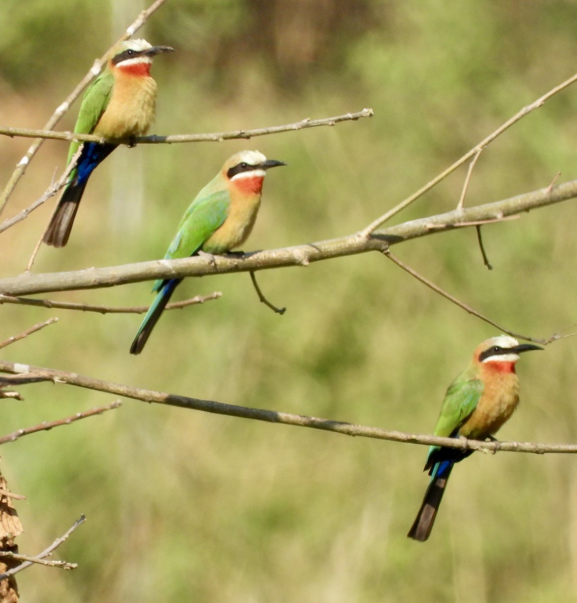 White-fronted Bee-eater - ML641646967