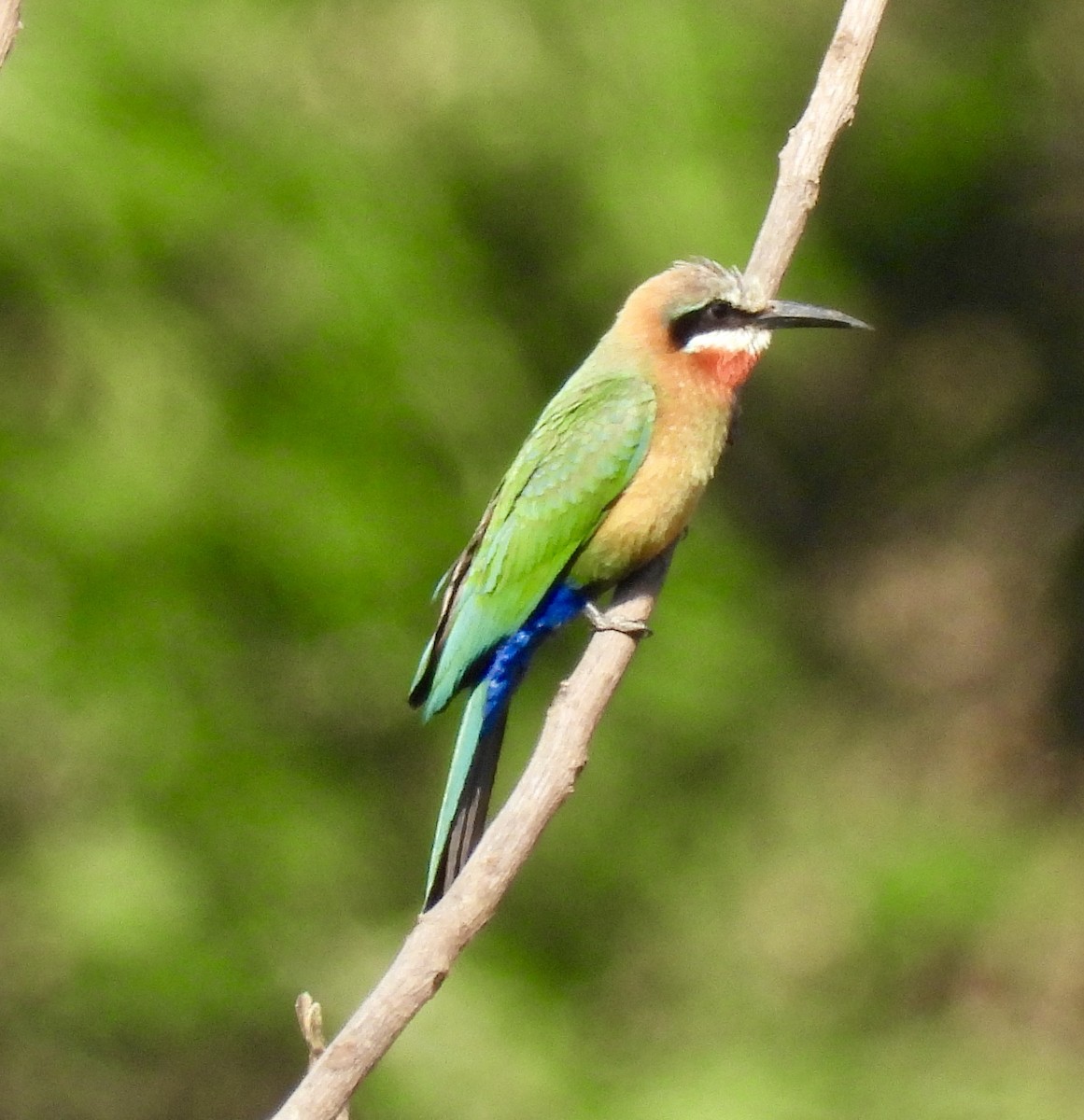 White-fronted Bee-eater - ML641646968