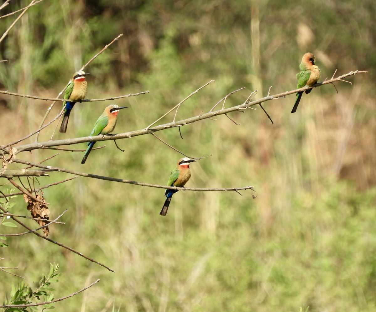 White-fronted Bee-eater - ML641646969