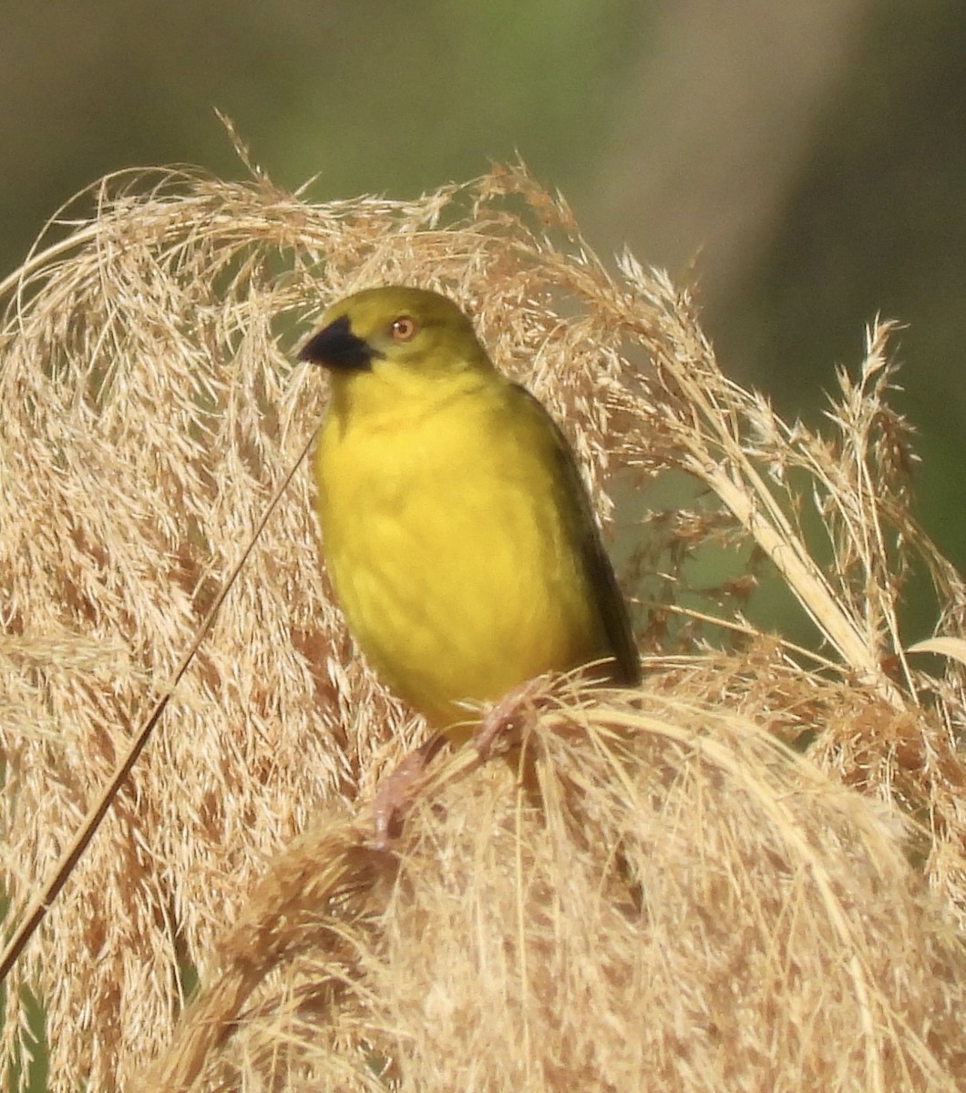Holub's Golden-Weaver - ML641646982