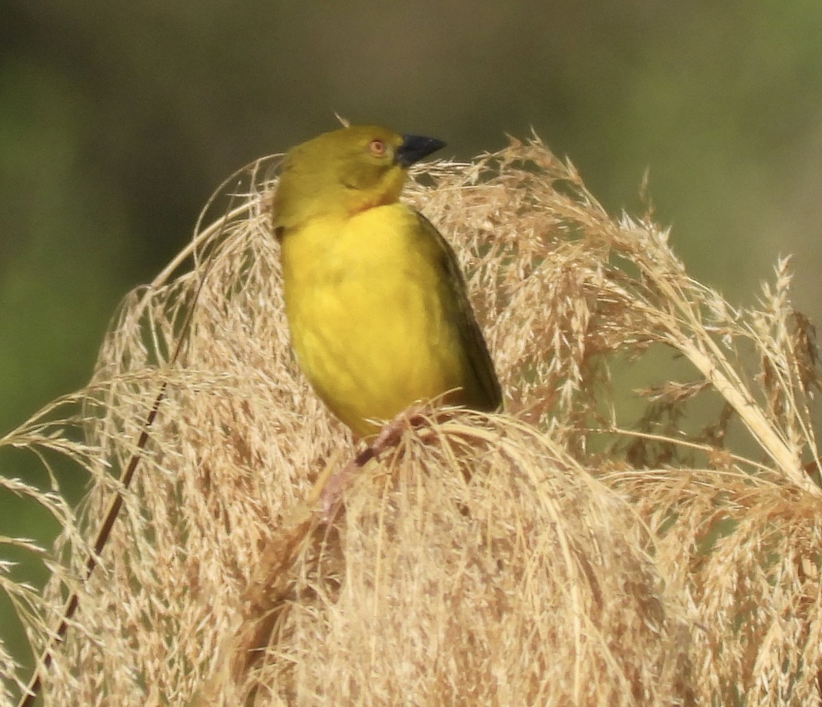 Holub's Golden-Weaver - ML641646983