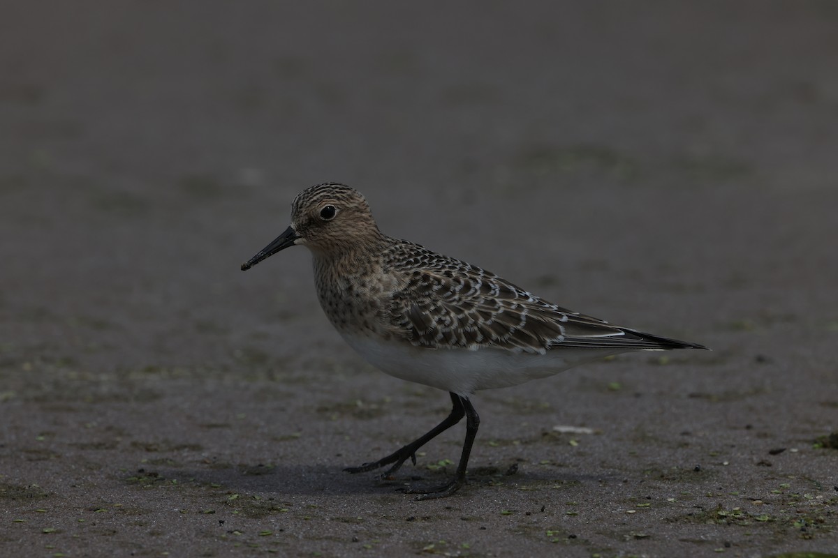 Baird's Sandpiper - ML641647001