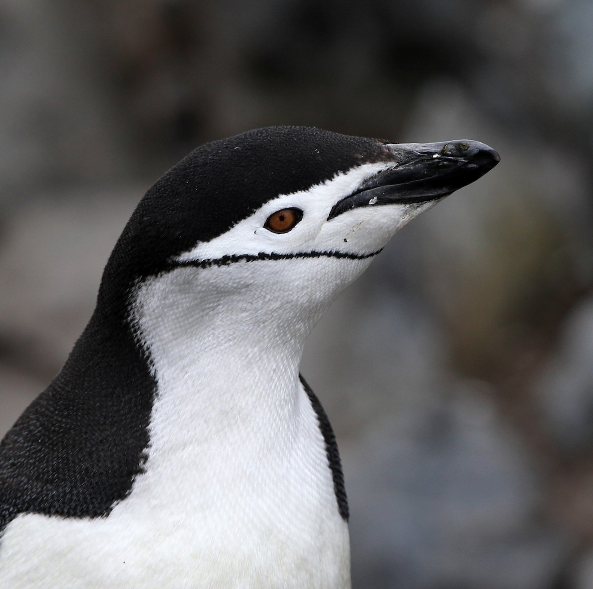 Chinstrap Penguin - ML641647004