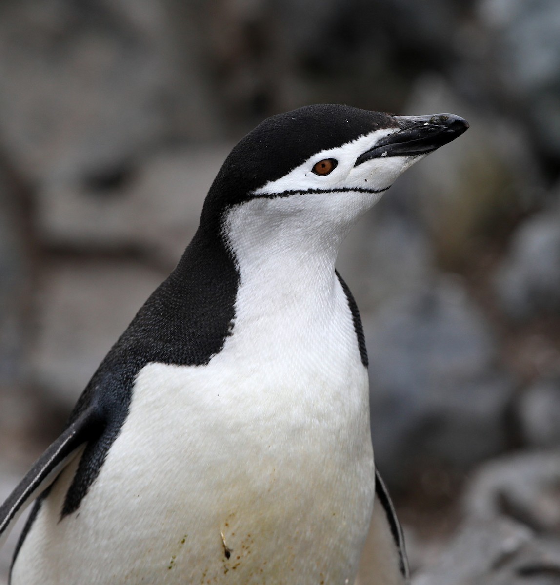 Chinstrap Penguin - ML641647006