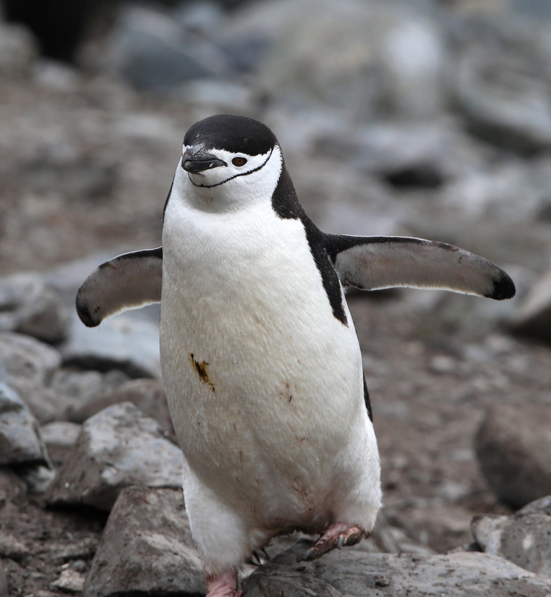 Chinstrap Penguin - ML641647007