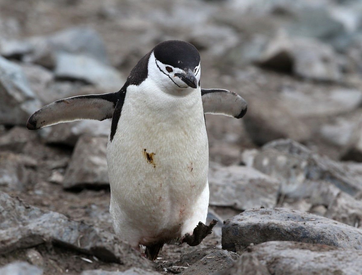 Chinstrap Penguin - ML641647008