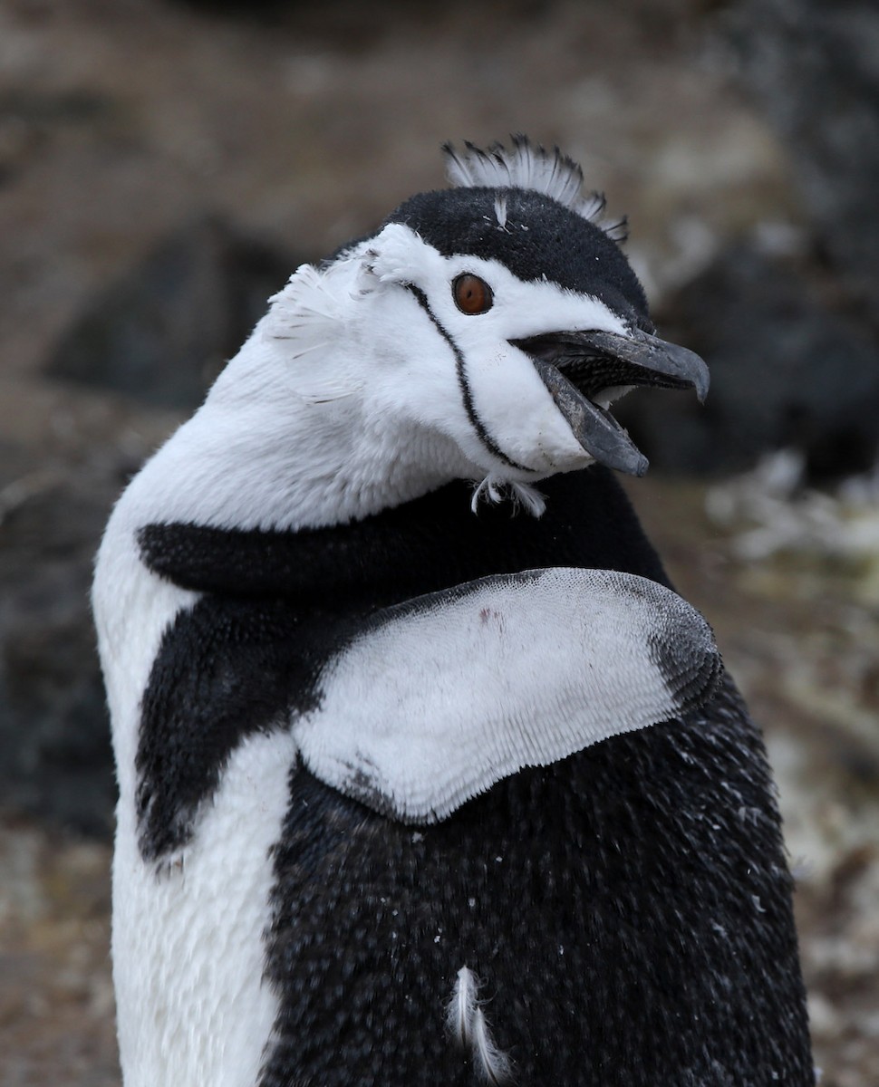 Chinstrap Penguin - ML641647009