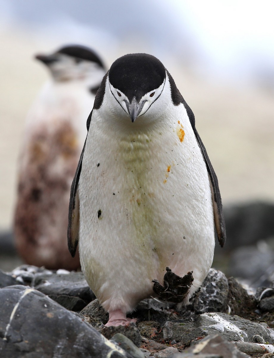 Chinstrap Penguin - ML641647010