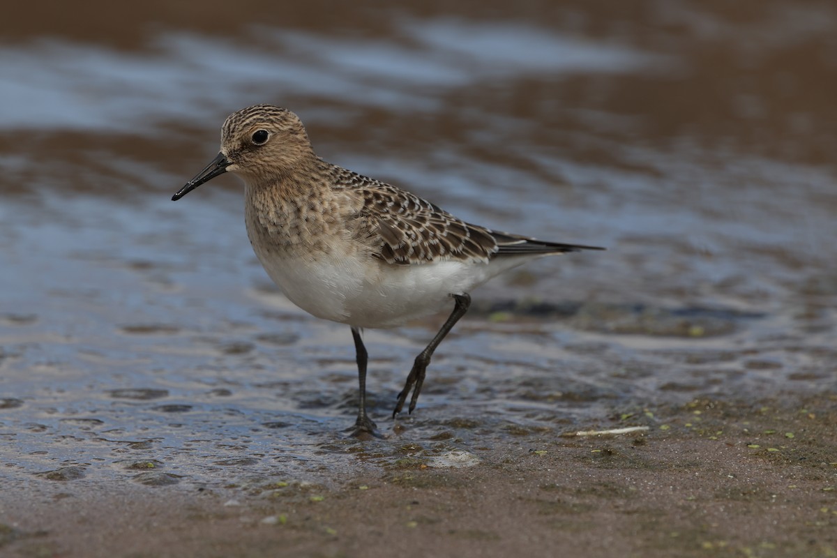 Baird's Sandpiper - ML641647011