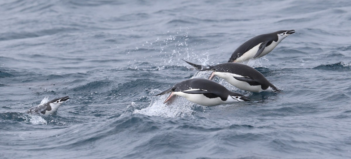 Chinstrap Penguin - ML641647016