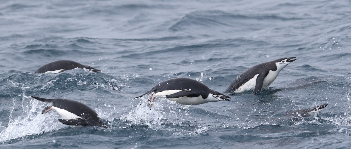 Chinstrap Penguin - ML641647017