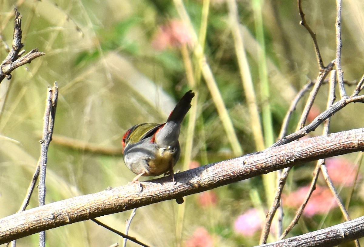 Red-browed Firetail - ML641647027