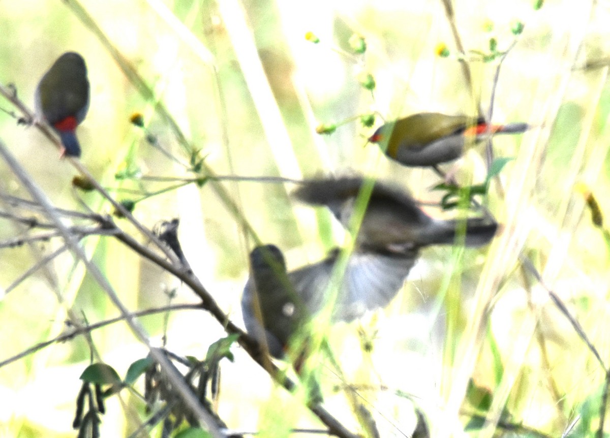Red-browed Firetail - ML641647028