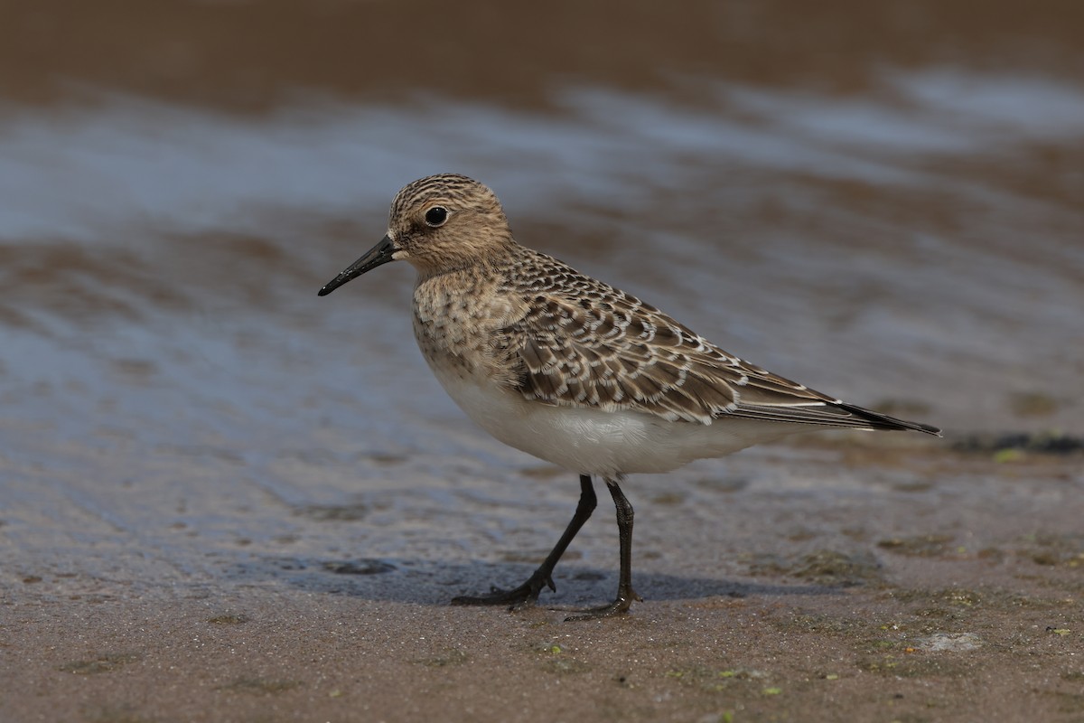 Baird's Sandpiper - ML641647029