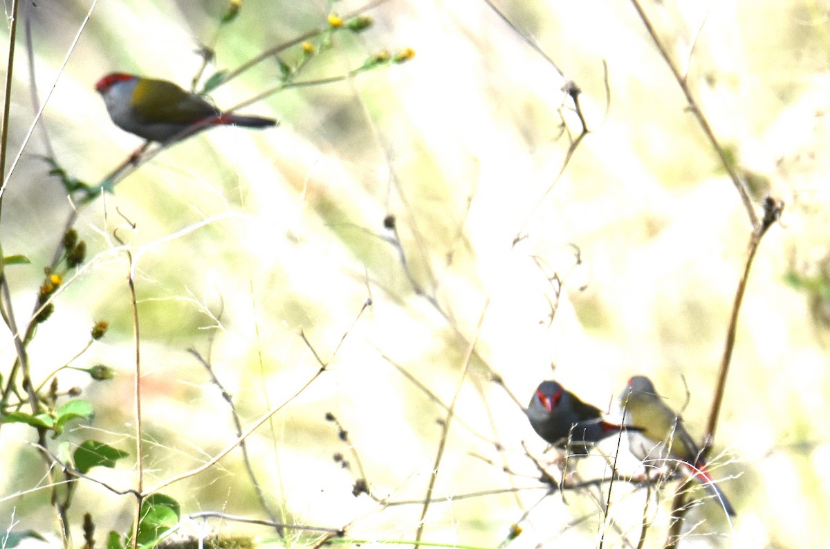 Red-browed Firetail - ML641647031