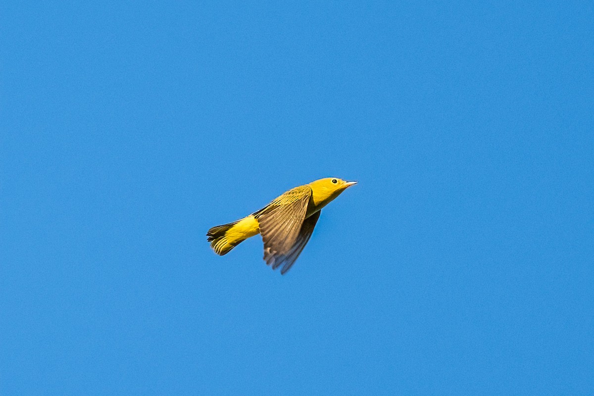 Goldwaldsänger - ML641647032