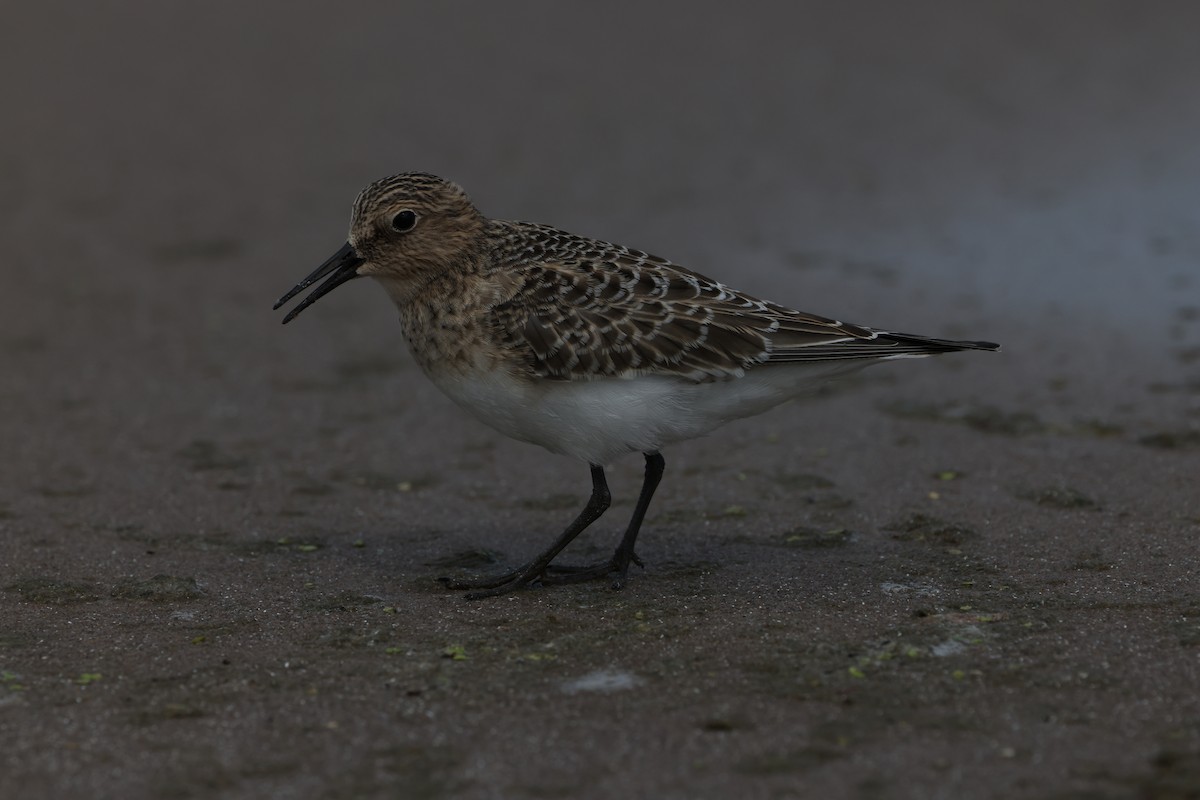 Baird's Sandpiper - ML641647033