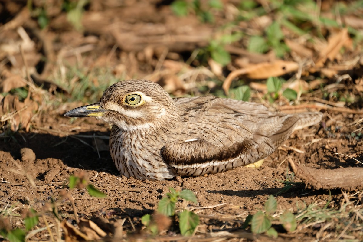 Water Thick-knee - ML641647042