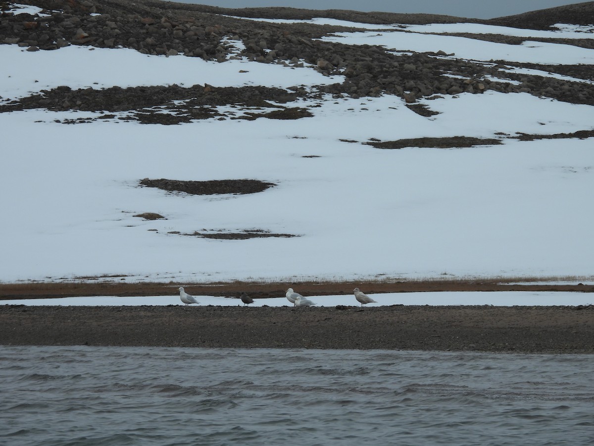 Glaucous Gull - ML641647076