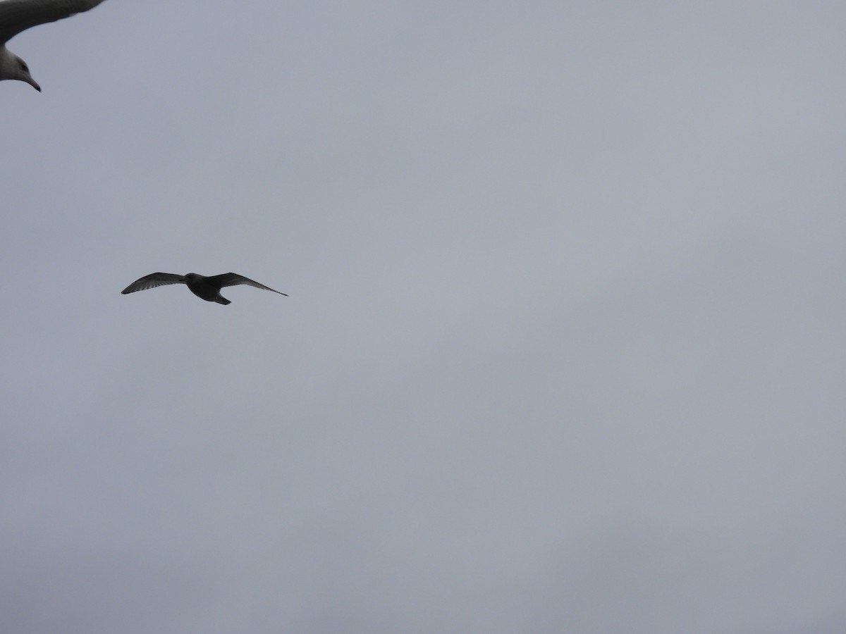 Glaucous Gull - ML641647082