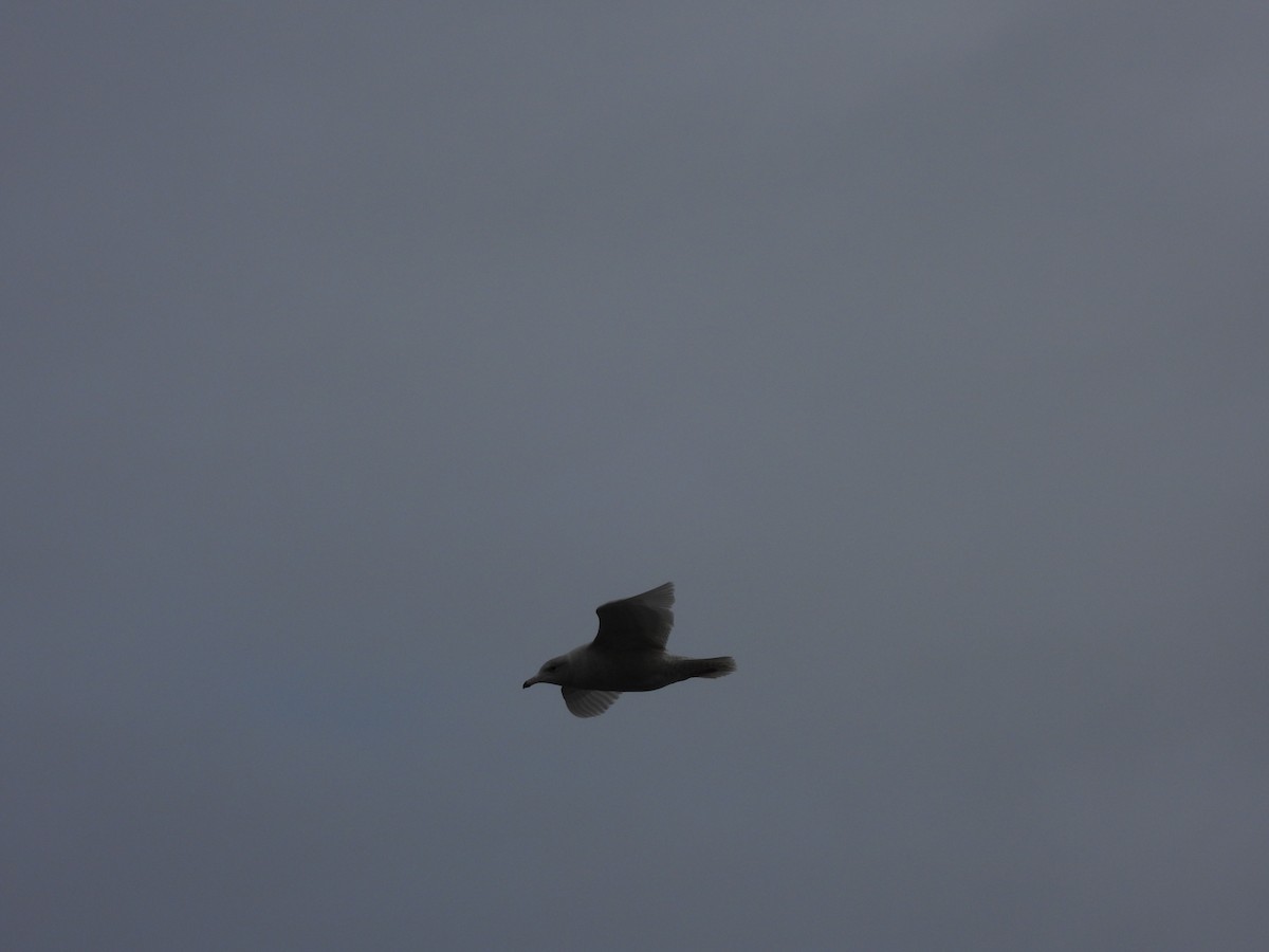Glaucous Gull - ML641647083