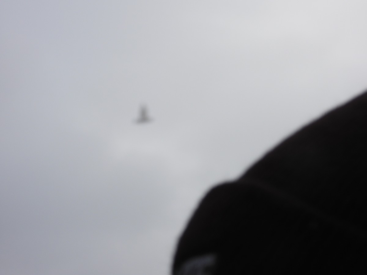 Glaucous Gull - ML641647084