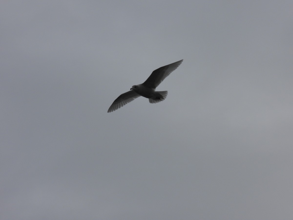 Glaucous Gull - ML641647085
