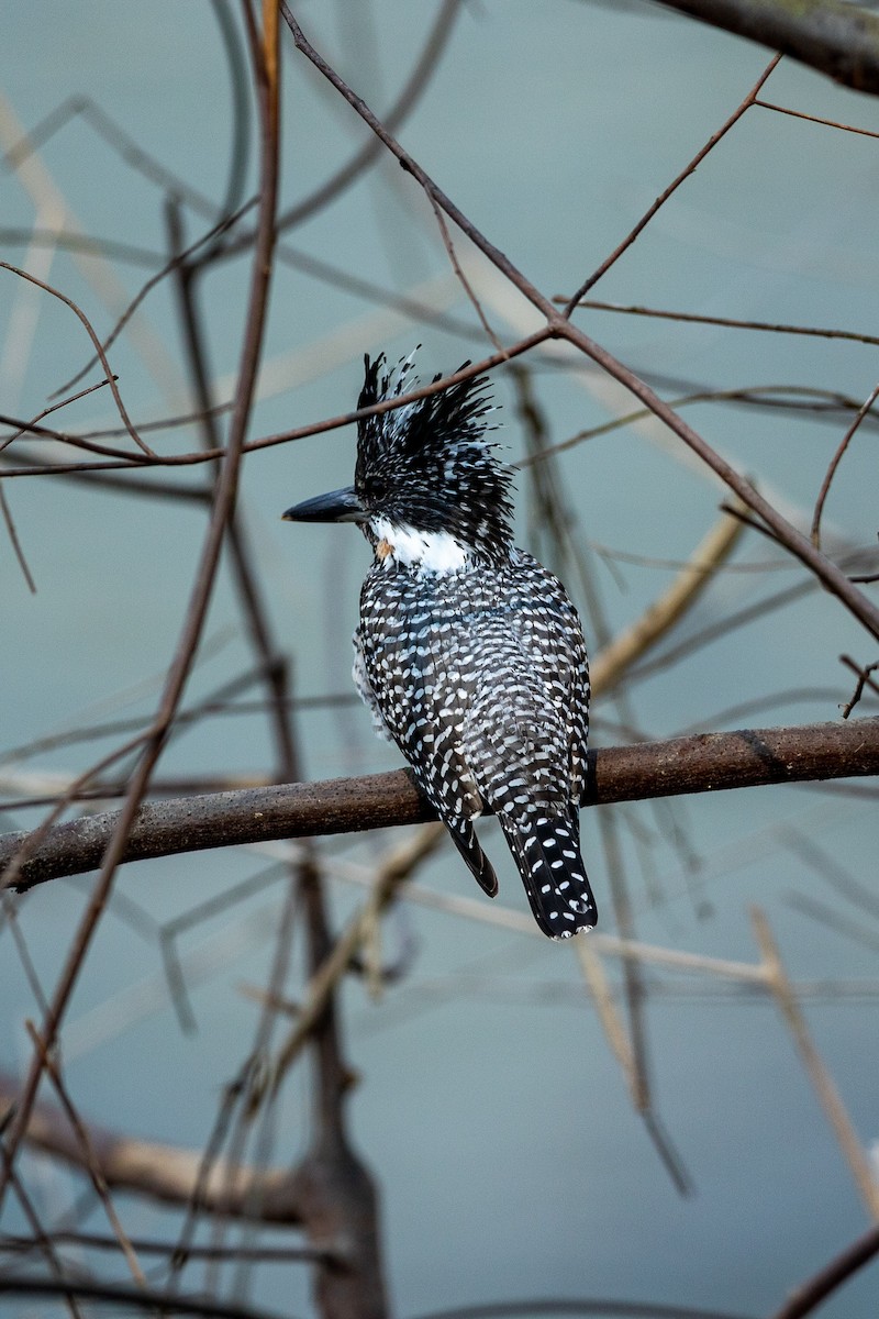 Crested Kingfisher - ML641647109