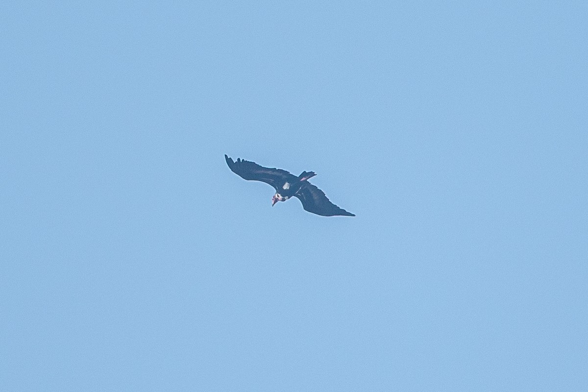 Red-headed Vulture - ML641647122